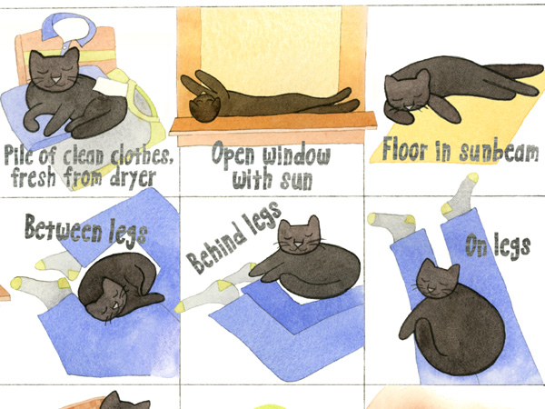 Cat Sleeping Locations