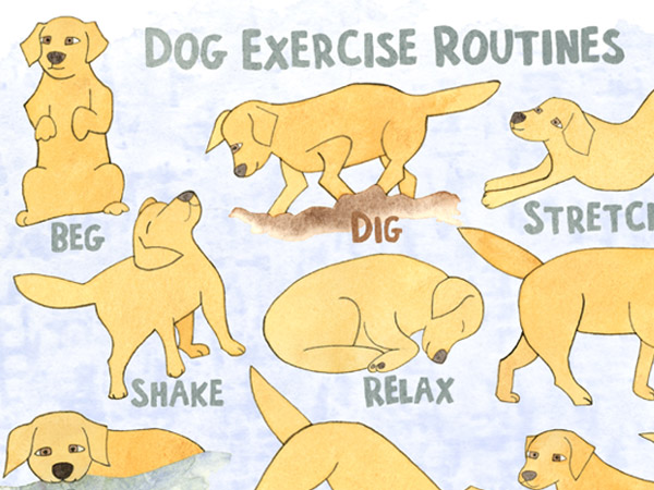 Dog Exercise Routines